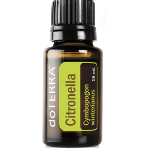 Citronella Cymbopogon winterianus